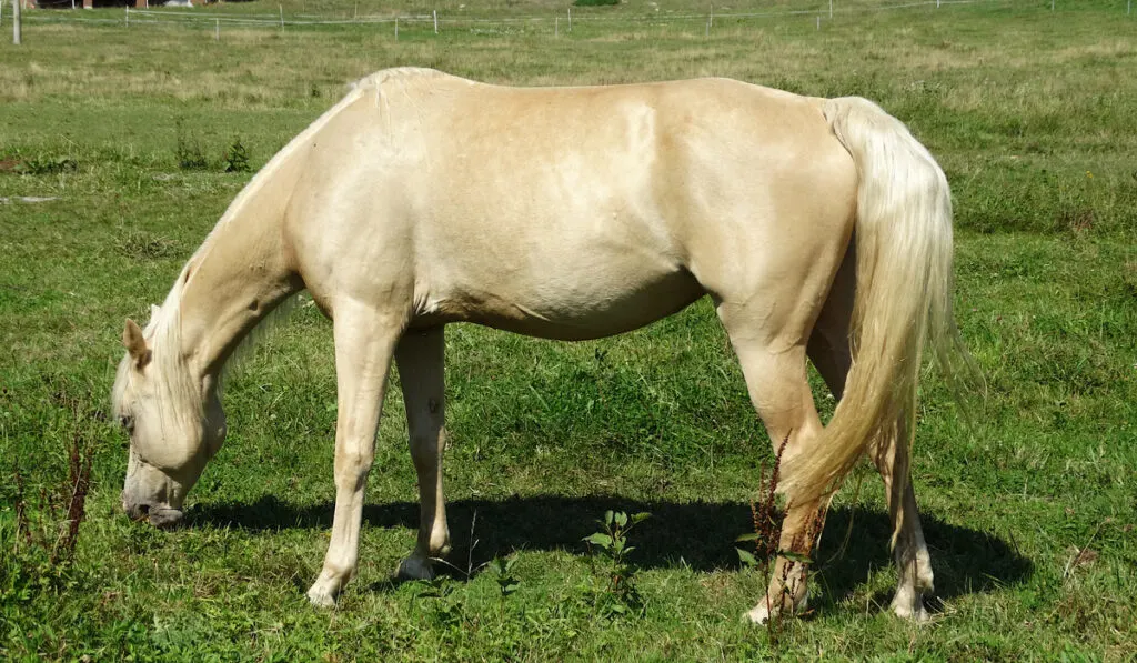 gold Champagne horse eating grass 