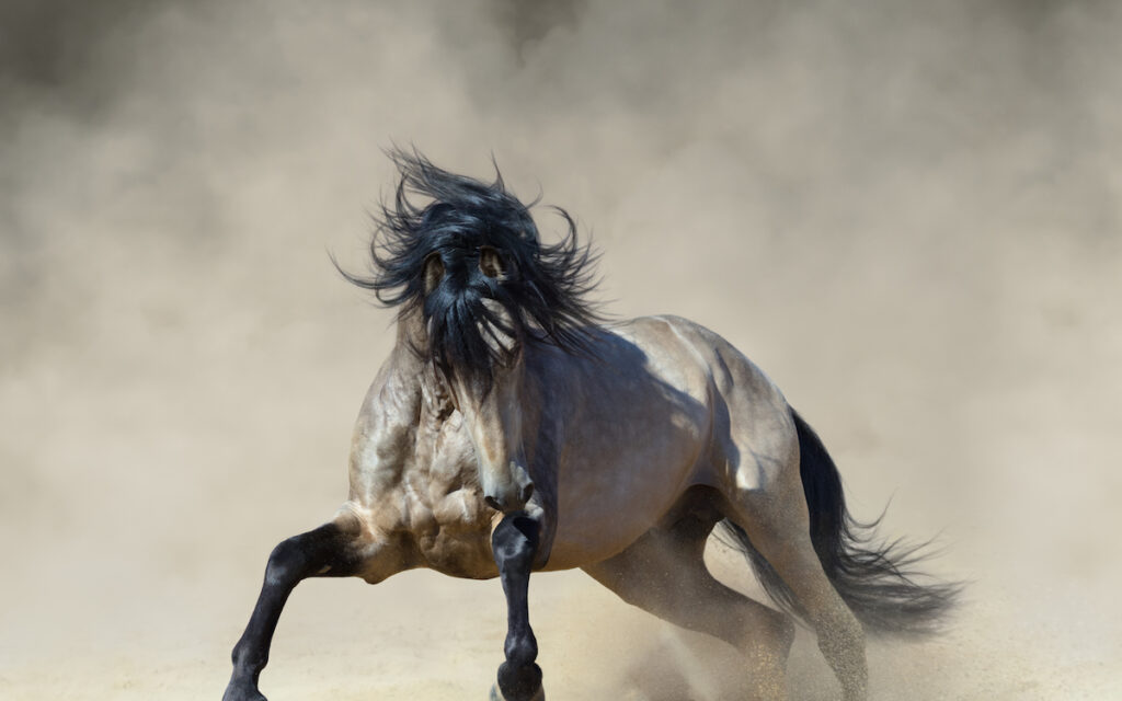 golden andalusian
