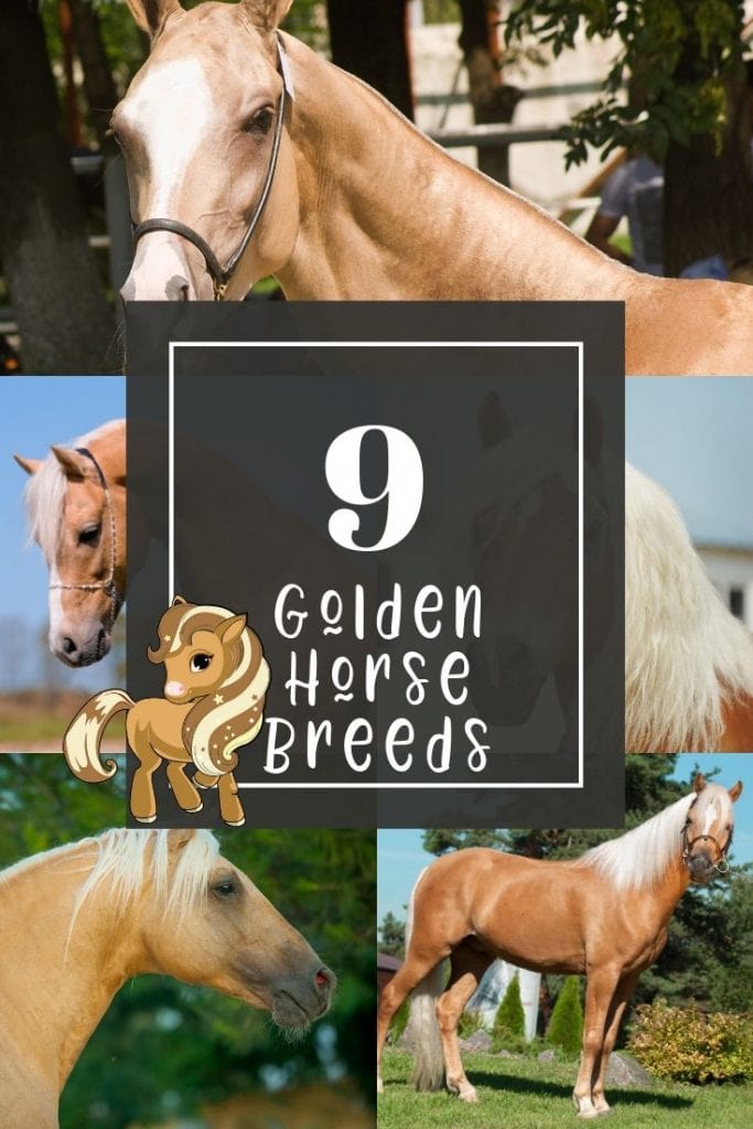 Pinterest pin - 9 golden horse breeds
