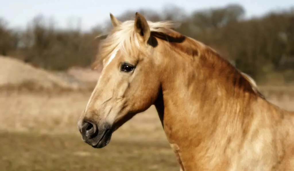 golden palomino lusitano