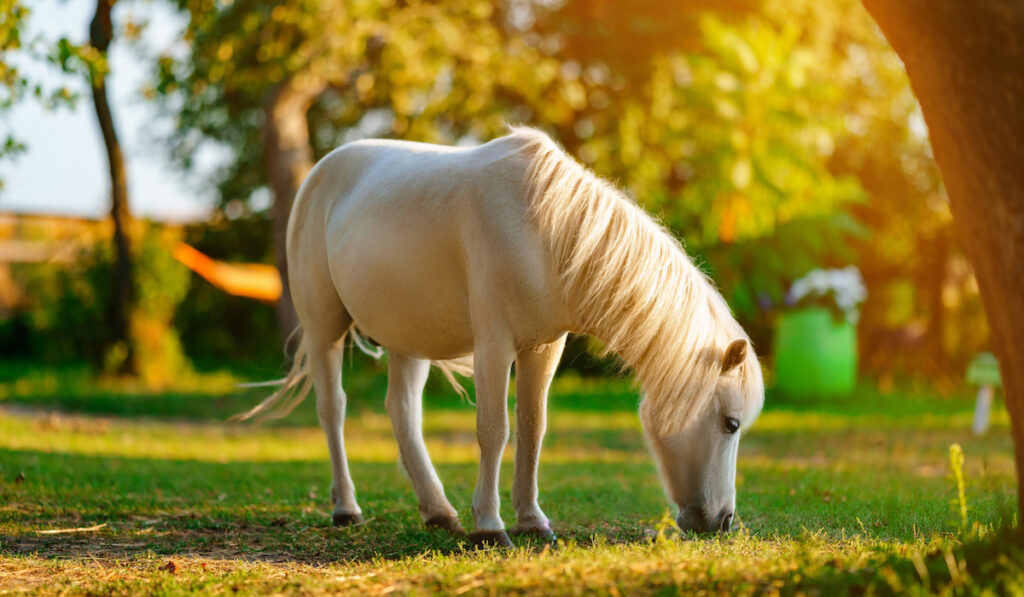 golden palomino pony