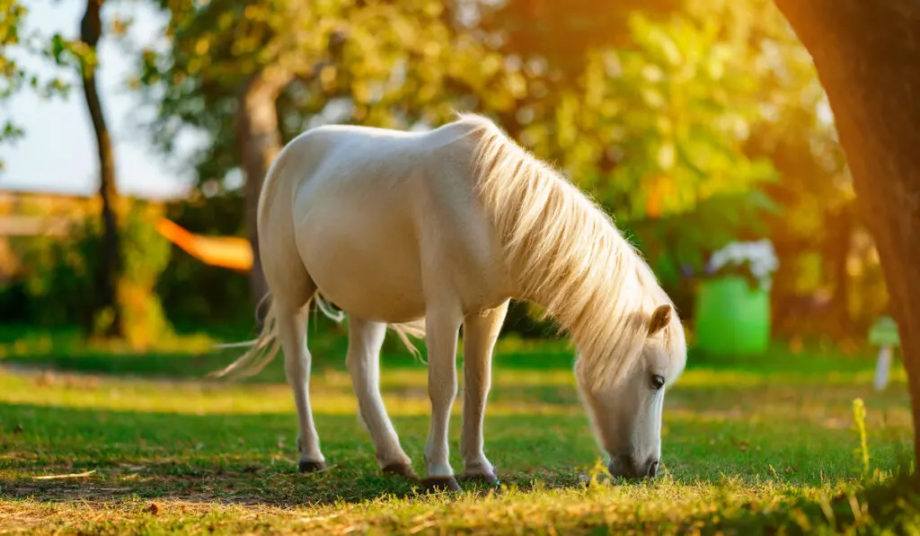 golden palomino pony