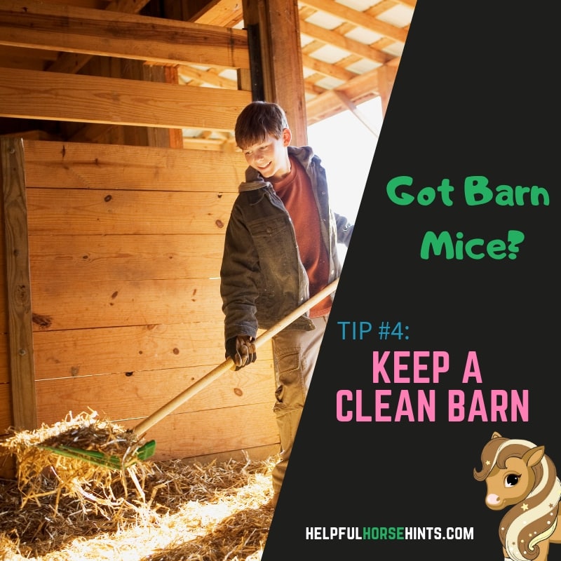 clean barn to help control rodent populations at the barn.