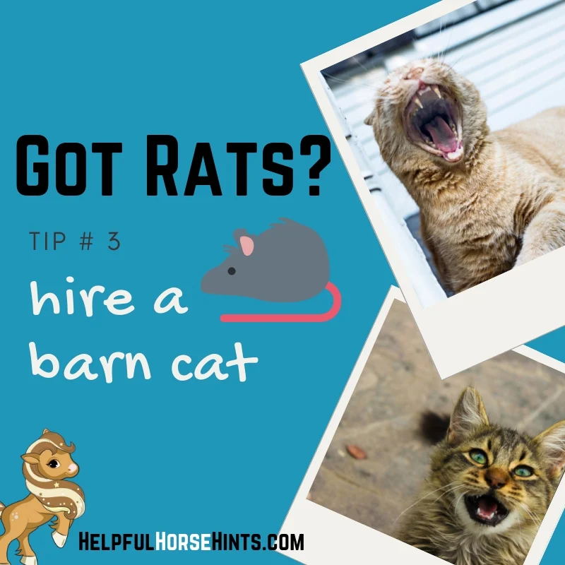 got rats? hire a barn cat.