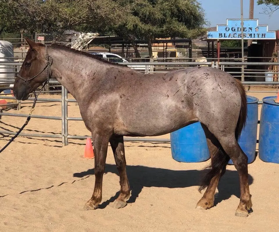 Red Roan BLM Mustang from Little Owyhee in paddock