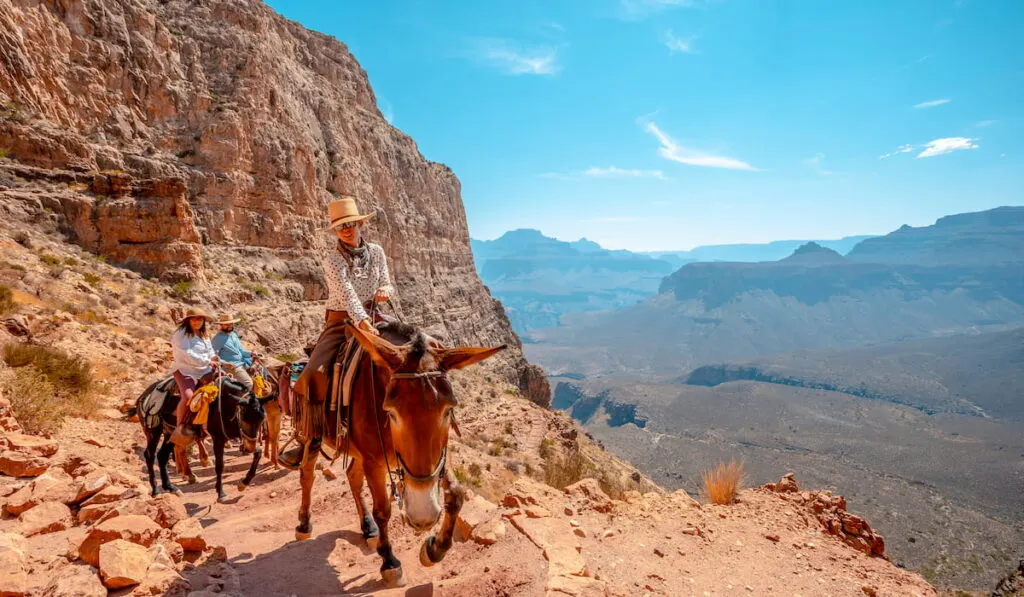 grand canyon mules