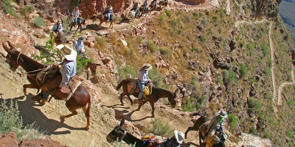 grand canyon mules
