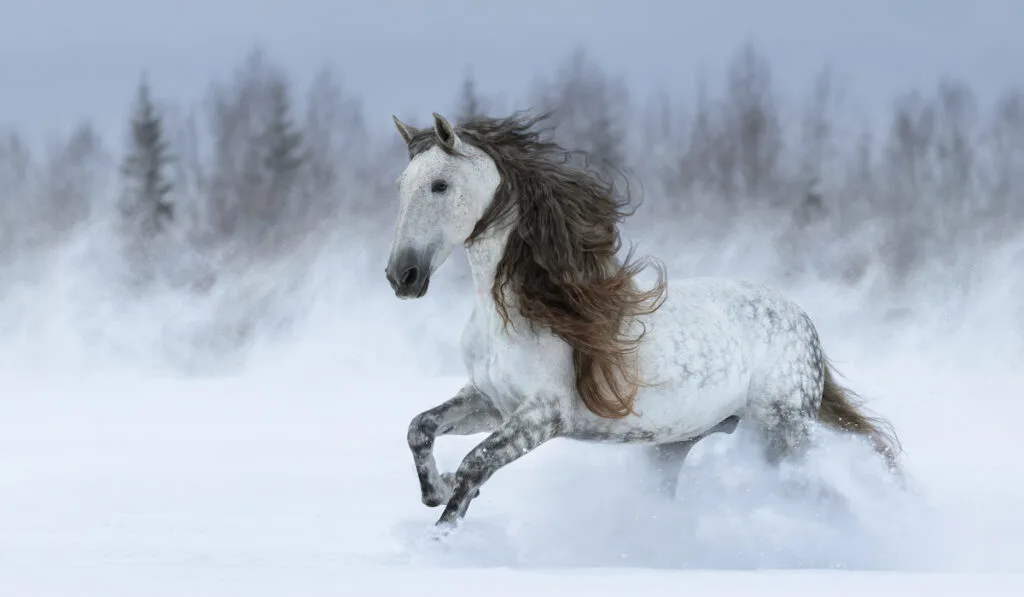 gray andalusian horse