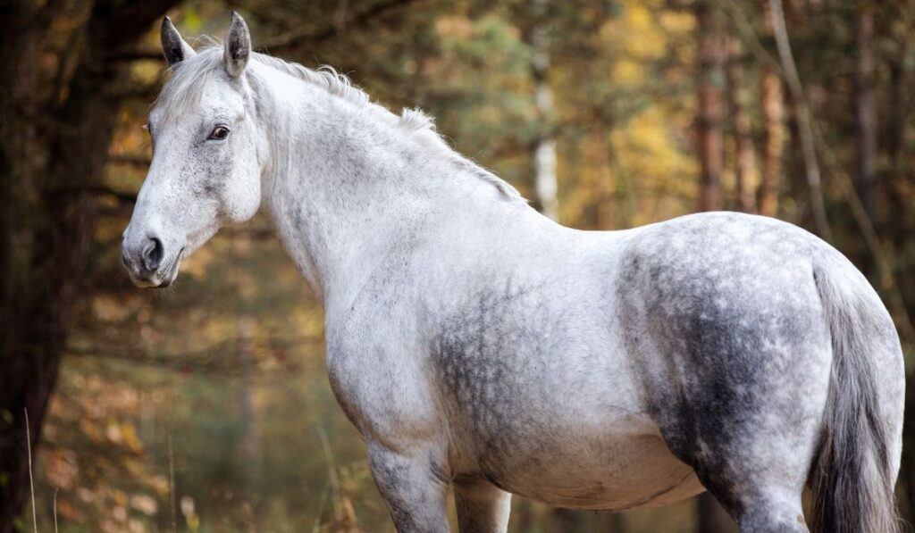 gray anglo arabian