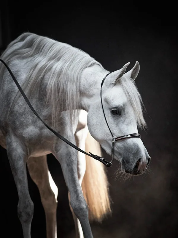 Gray Arabian horse on black background