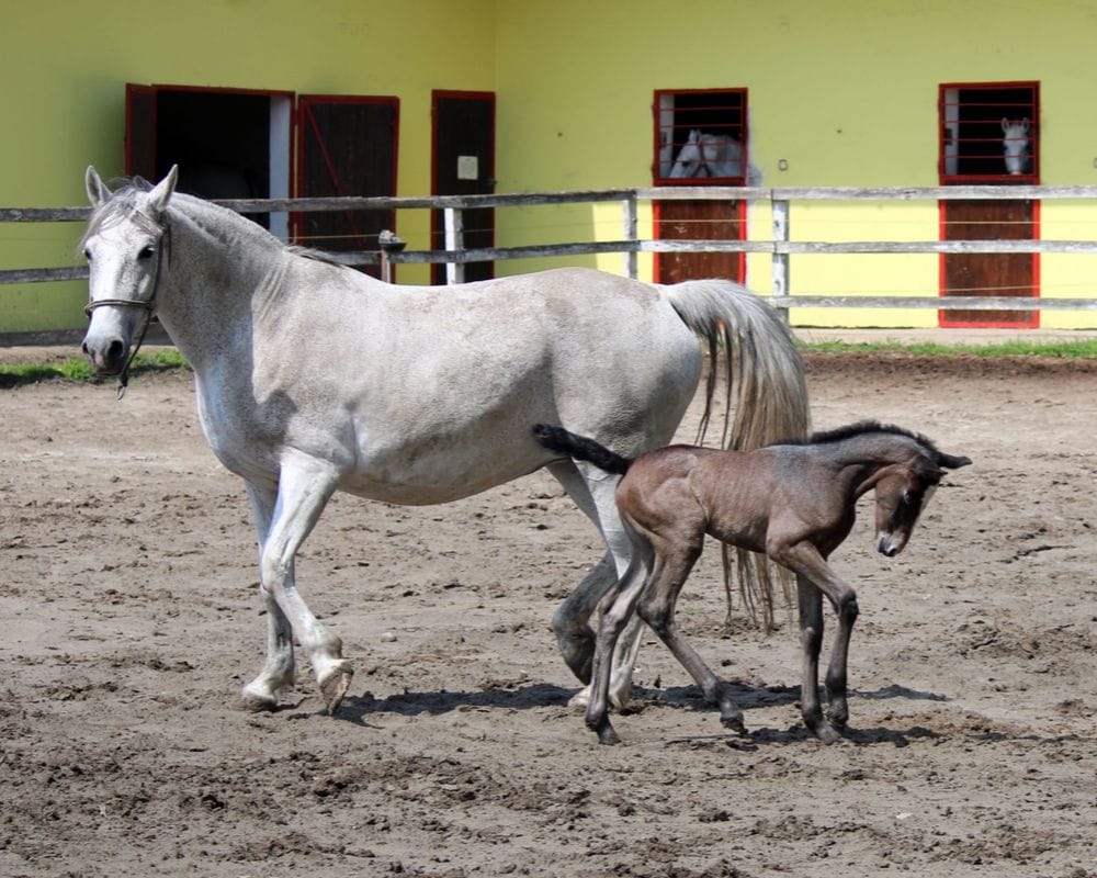 This foal appears roan but is most likely gray just like his mother.