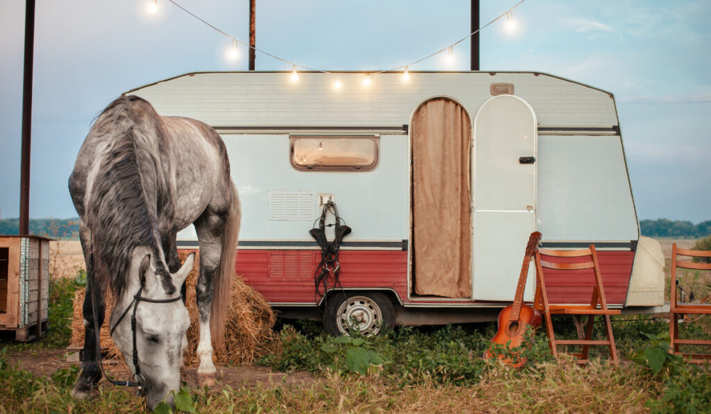 gray horse and a mobile trailer