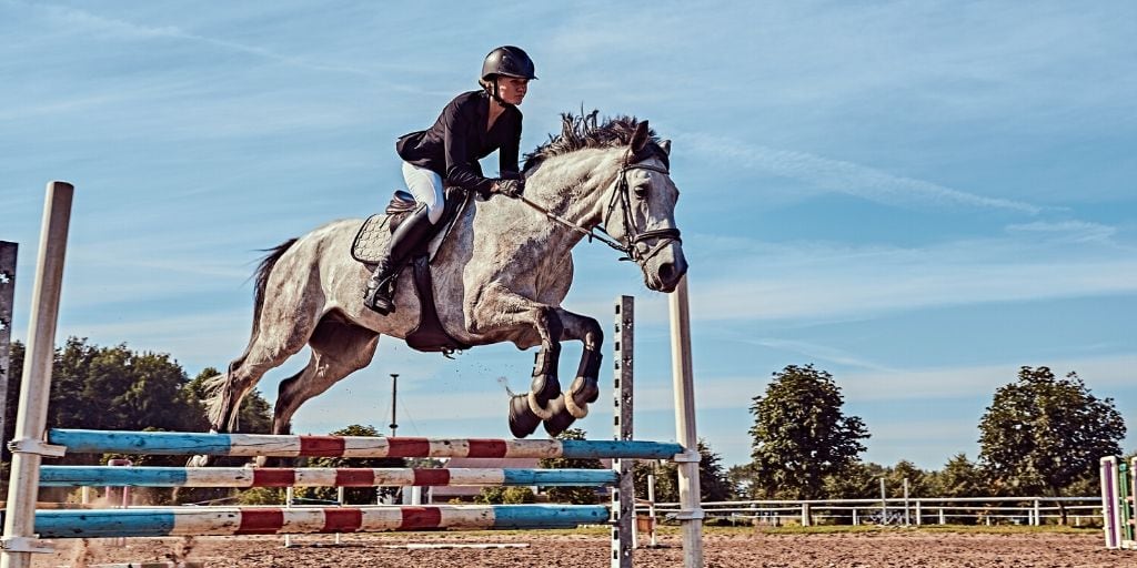 dapple gray horse jumping