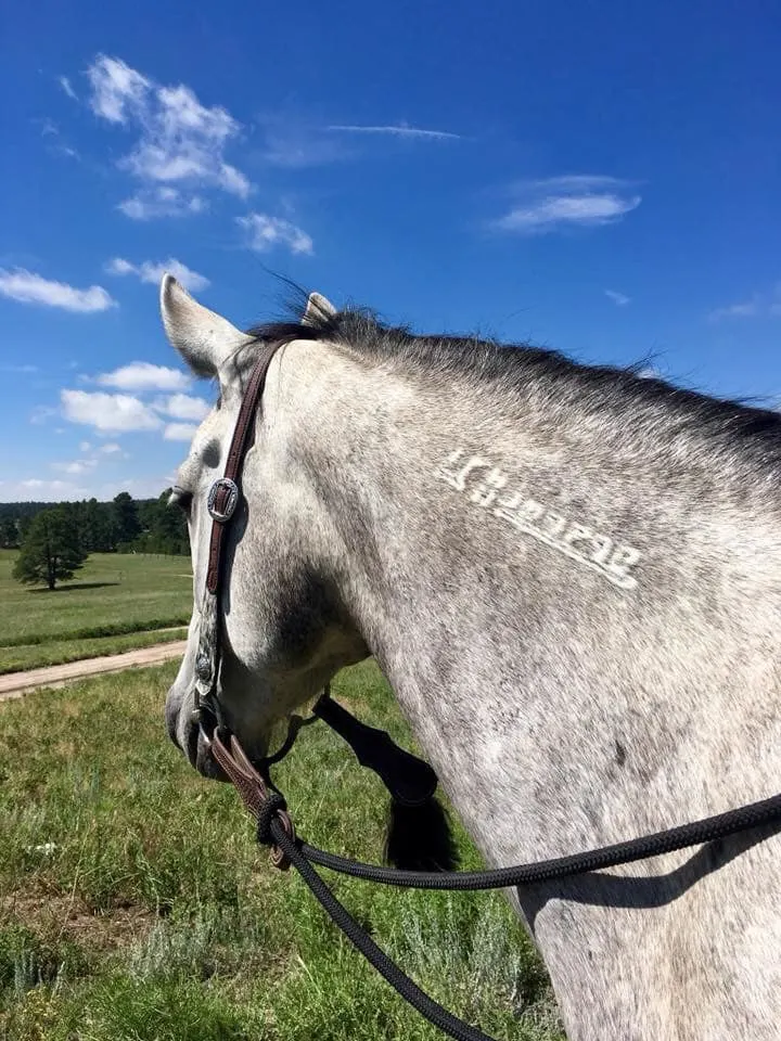 Gray mustang horse with white brand
