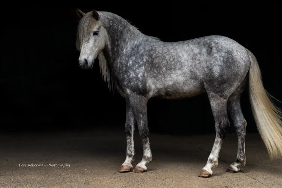 Cas - BLM Mustang on dark background