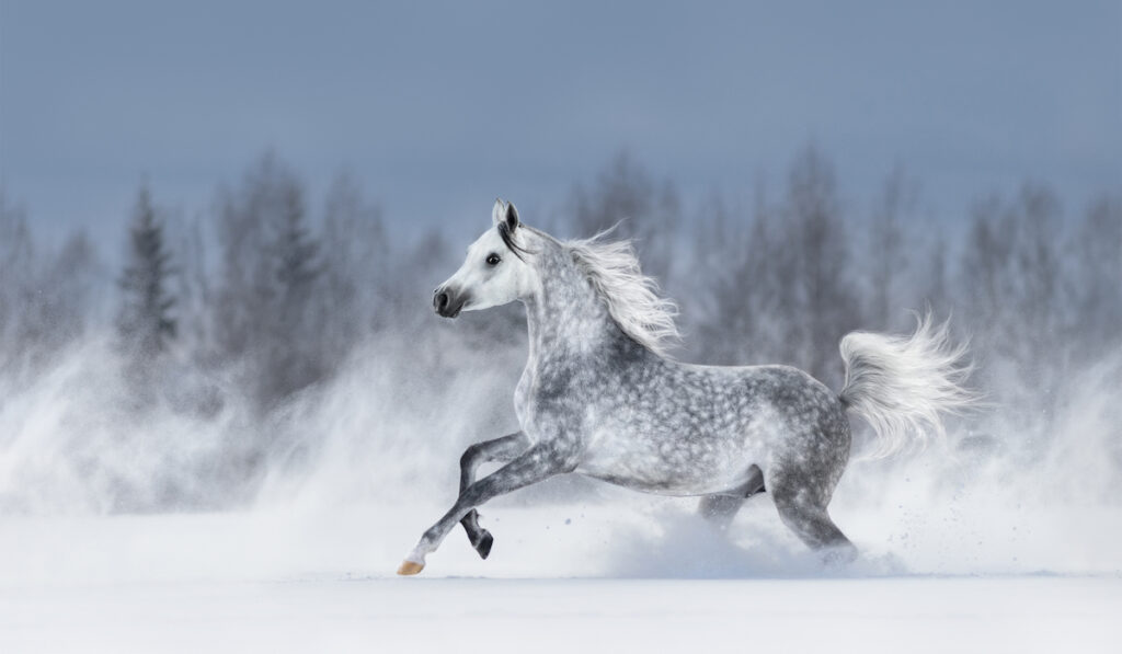 grey arabian horse galloping