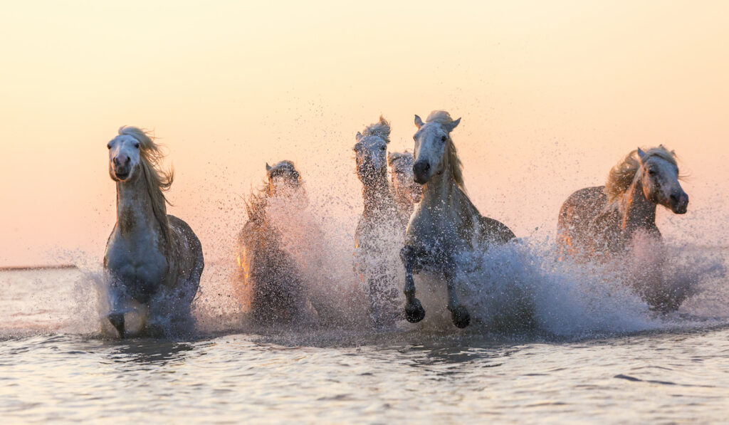 group of white horses on water