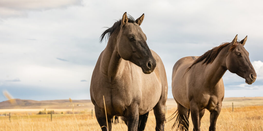 grullo horses in the autumn sunny day