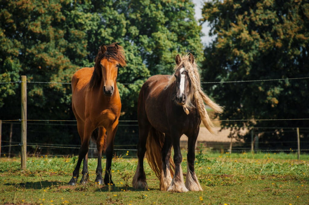 gypsy cob standing beside another horse in the field