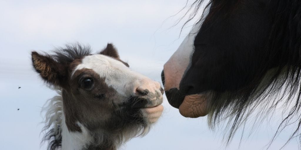 gypsy mare and foal touching noses