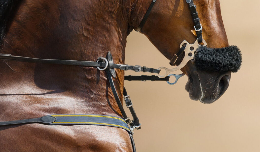 hackamore snaffle