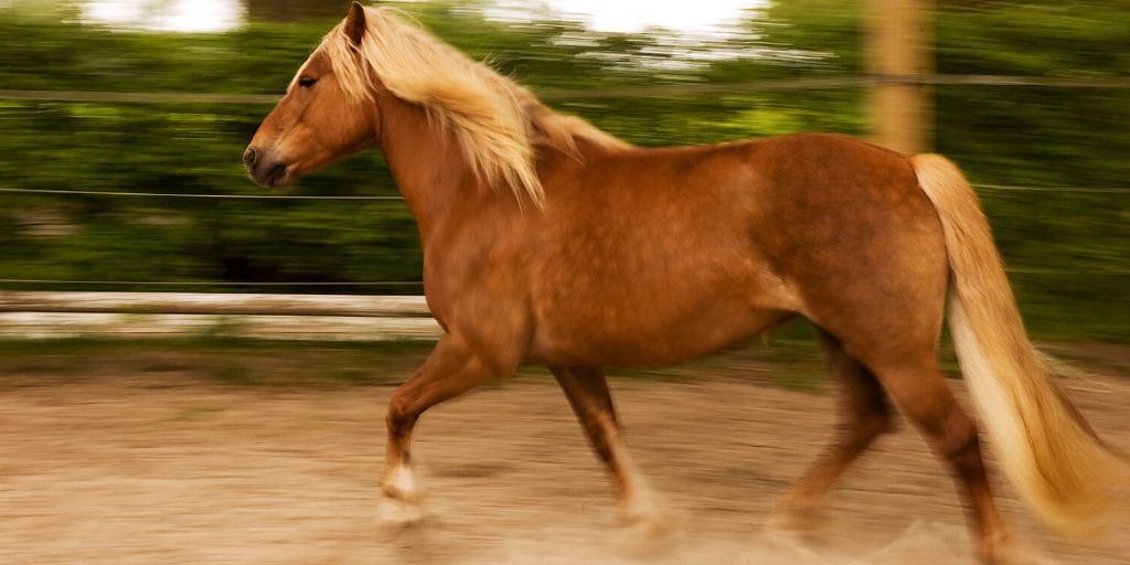 haflinger horse trotting