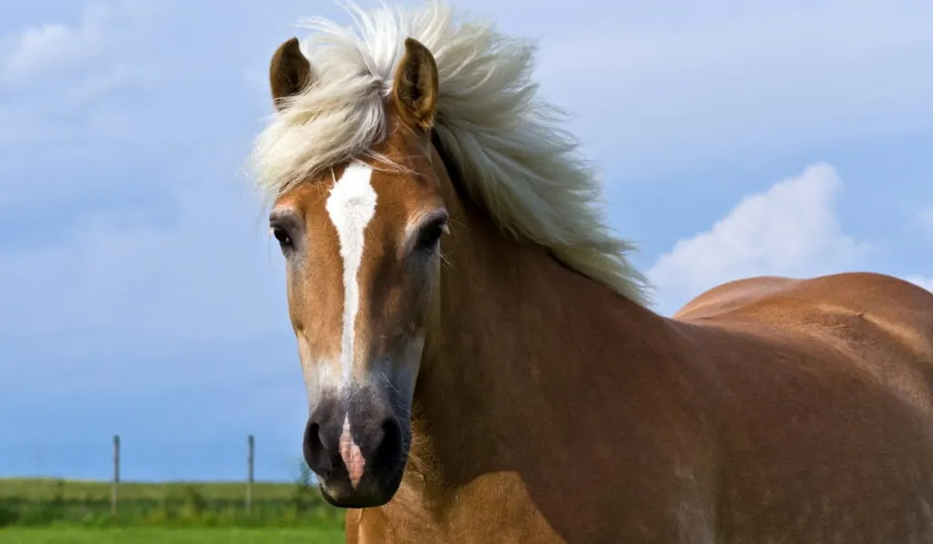 haflinger horse