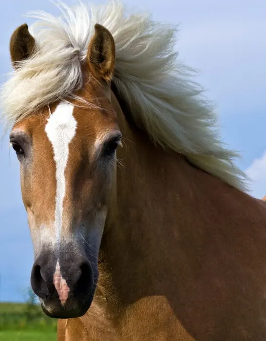 haflinger horse