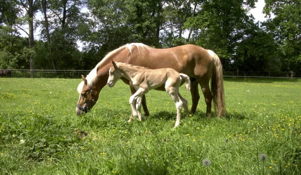 haflinger mare and foal