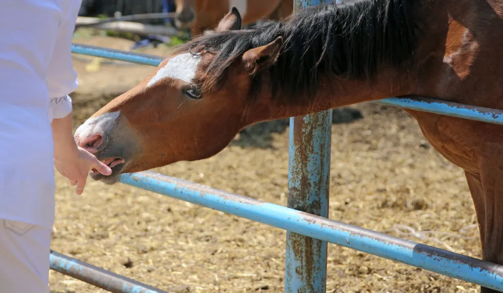 hand feeding brown horse