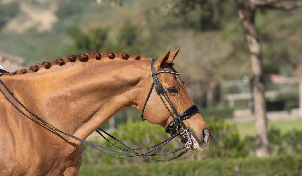 hanoverian horse dressage