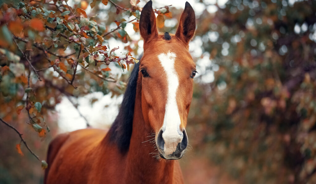 Hanoverian horse on nature background