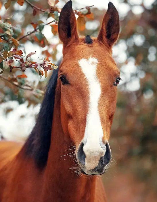 hanoverian horse