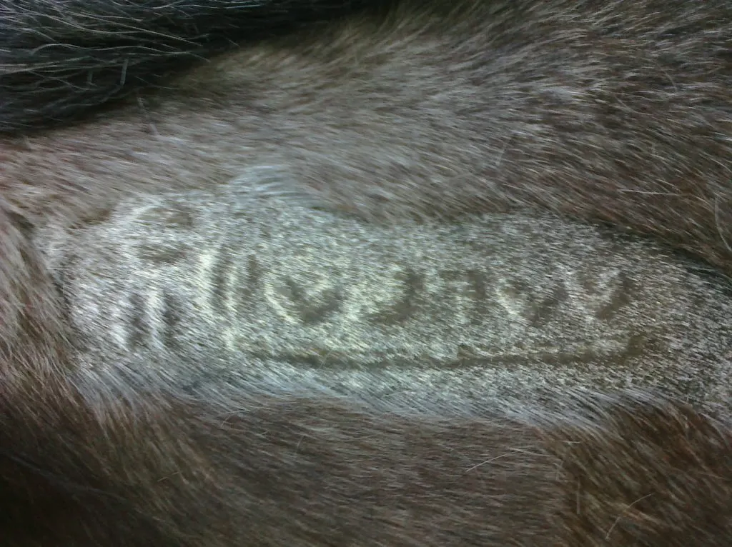 Unreadable harley brand on a horse 