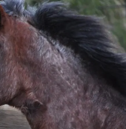 Cropped shot of shaved brown horse 