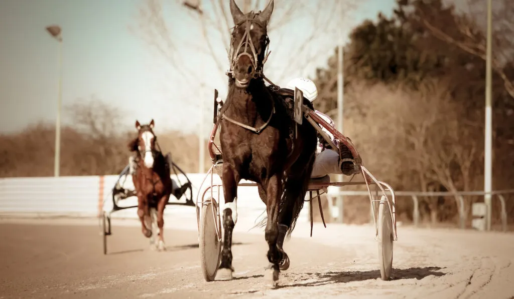 harness racing horse