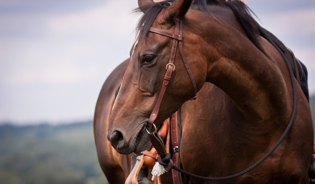 head side view of an american quarter horse