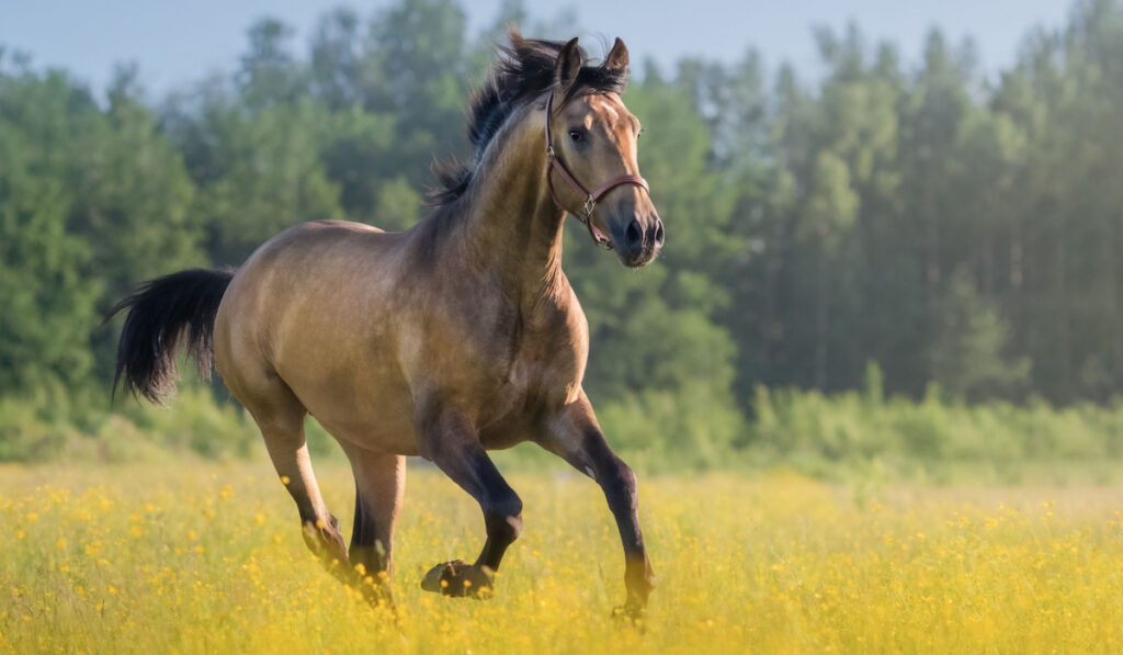 healthy horse running down the field