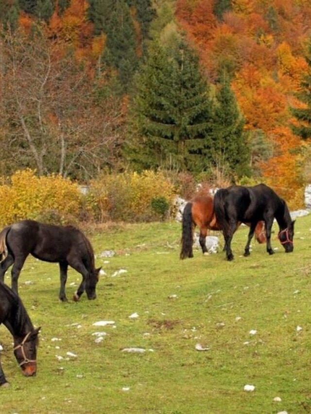 Helpful Horse Hints