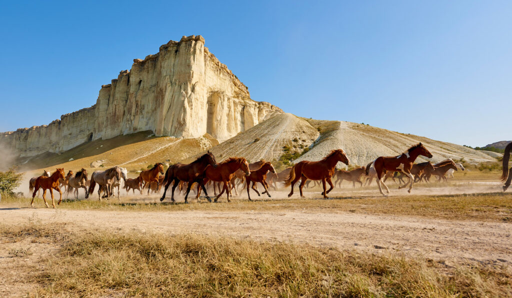 herd of horses galloping