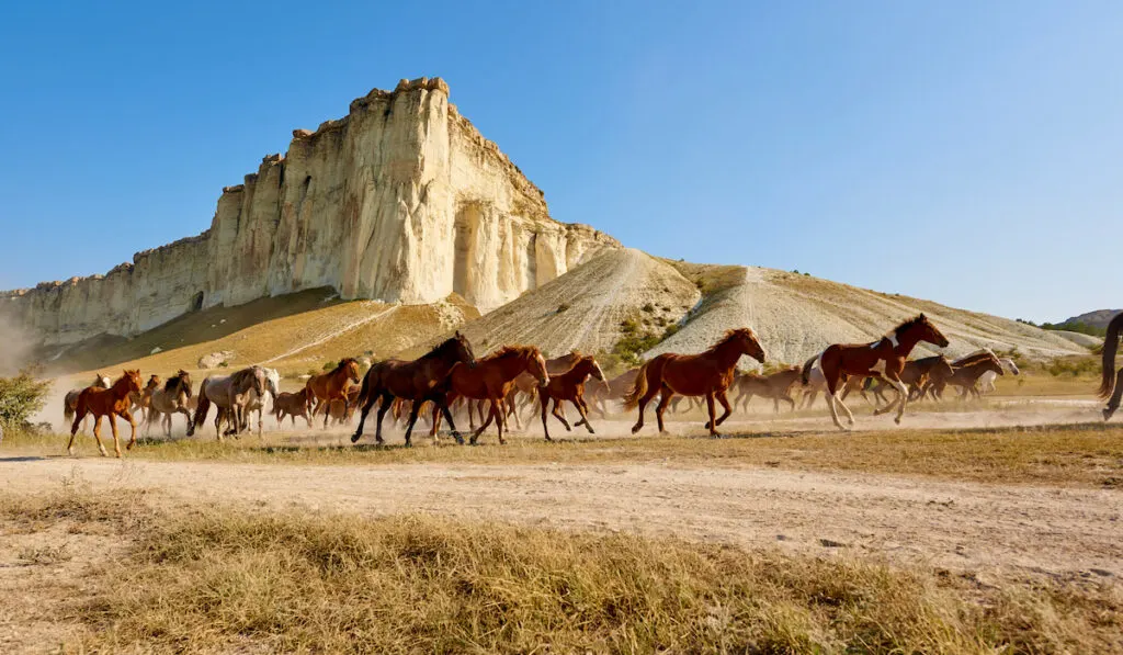 herd of horses galloping