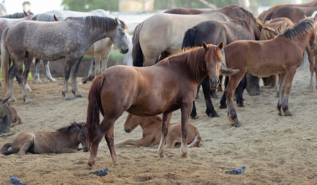 herd of horses on a sunnday day in summer