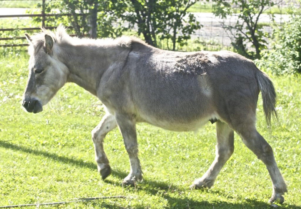 A hinny pony