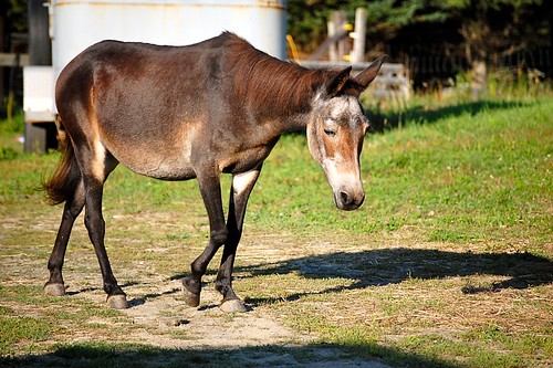 A hinny walking