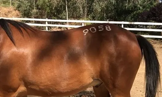Hip brand on blm mustang