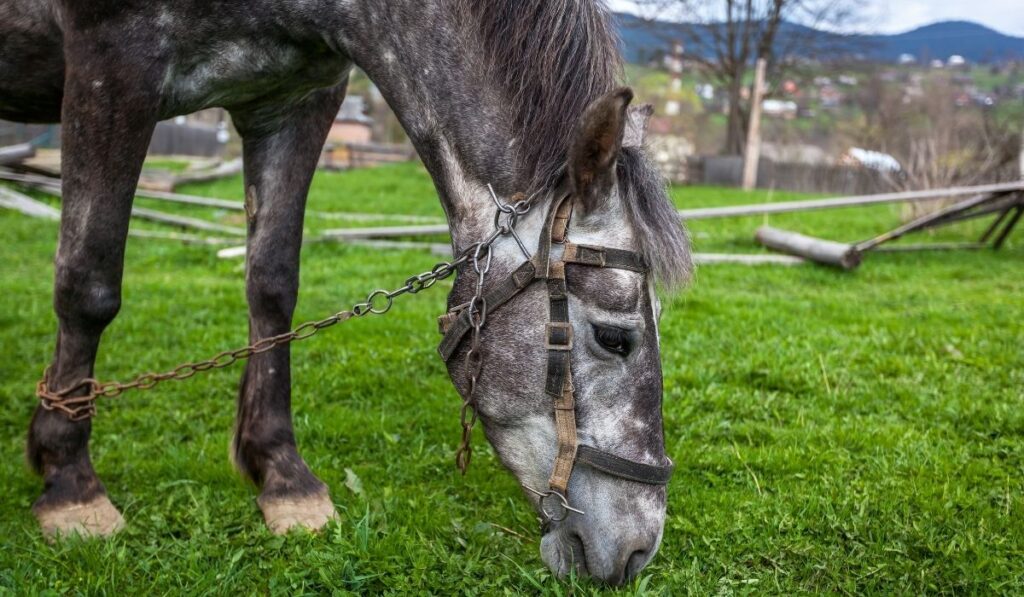 hobbled horse eating grass 