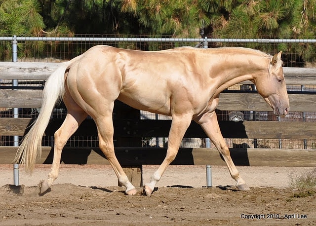 Quarter horse stallion. He is a red dun champagne. 