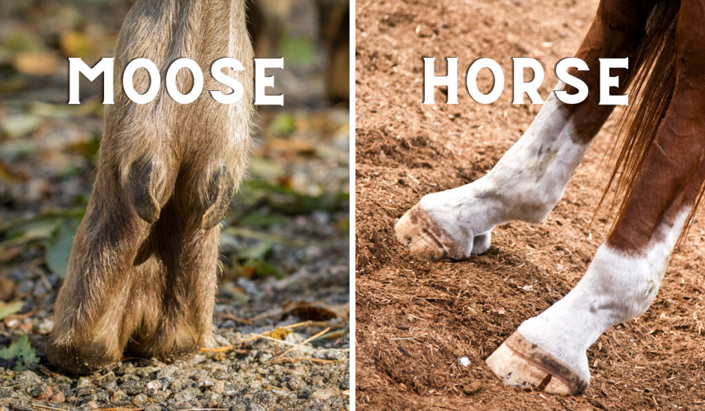 Comparison picture between moose and horse hooves