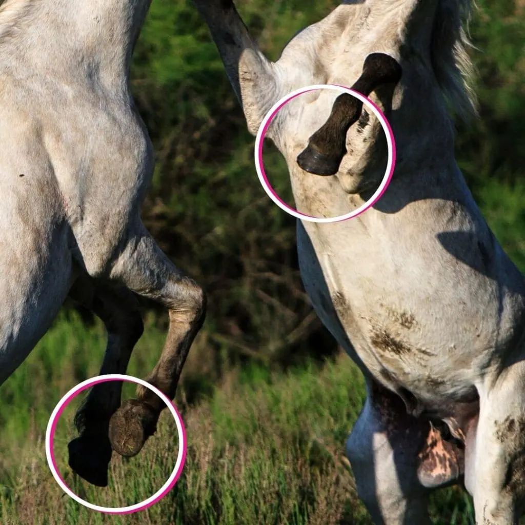 Natural hooves on the wild horses 