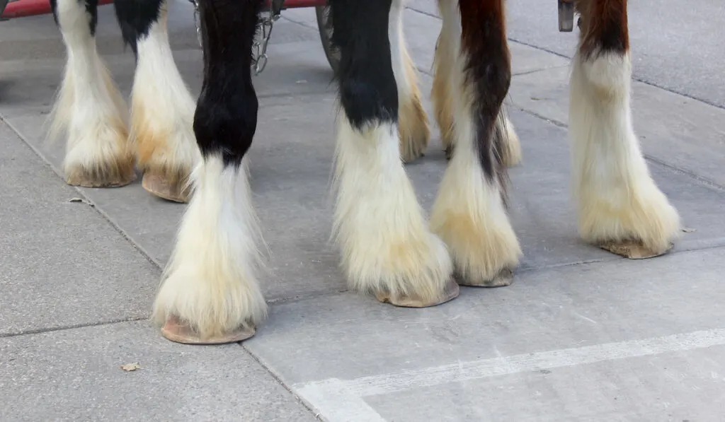 hooves of clydesdale horses
